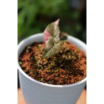Natural Syngonium 